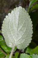 Imagem de Ourisia macrophylla subsp. macrophylla