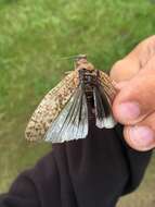 Bryodema luctuosa luctuosa (Stoll & C. 1813)的圖片