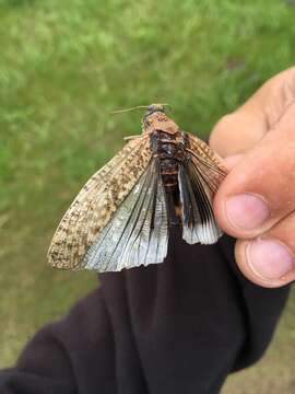 Bryodema luctuosa (Stoll & C. 1813) resmi