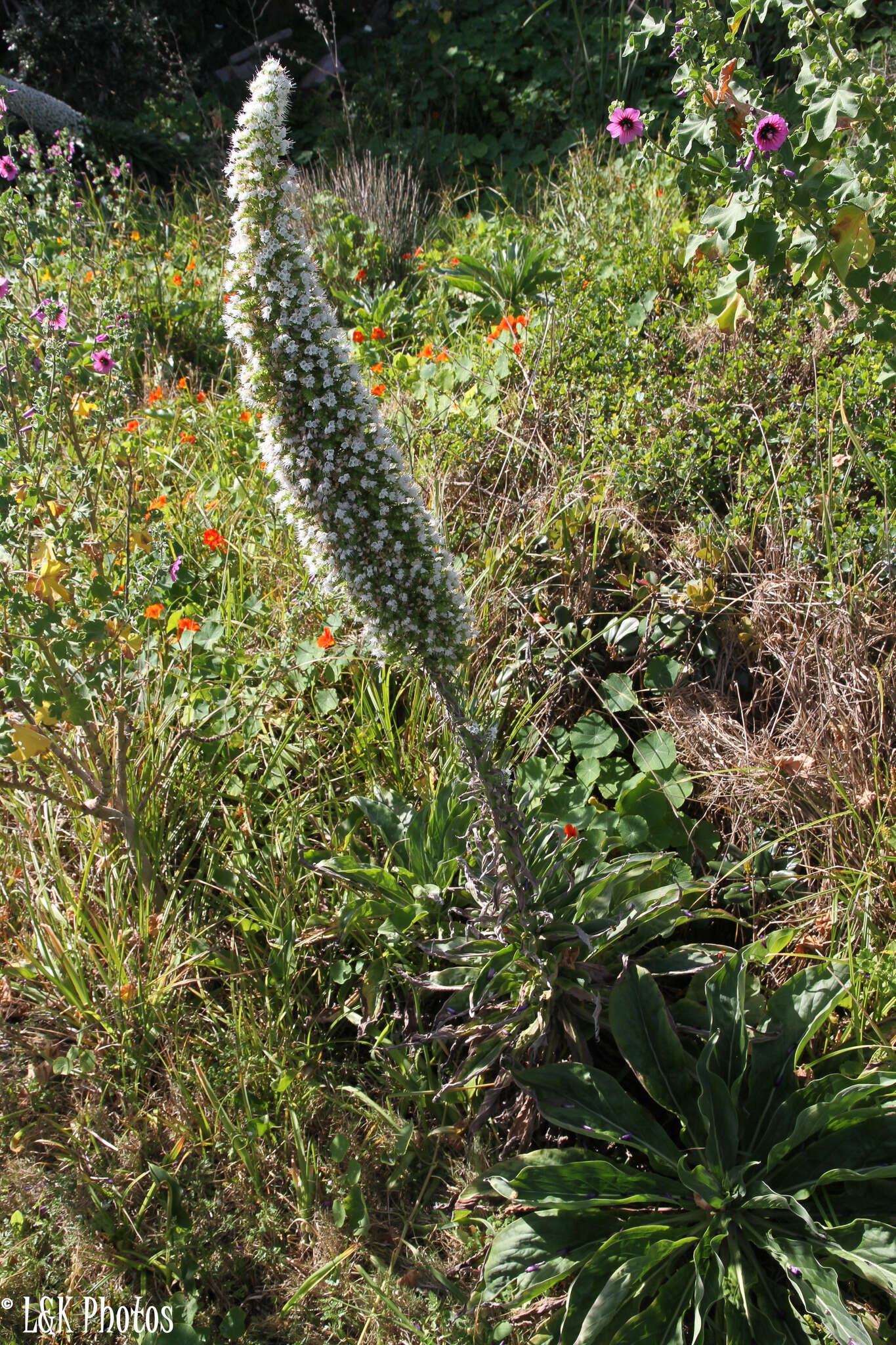 Echium simplex DC.的圖片