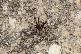 Image of Araneus grossus (C. L. Koch 1844)