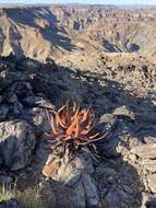 Image of Aloe gariepensis Pillans