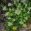 Image of Angelica morii Hayata