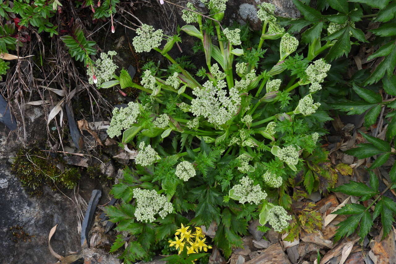 Image of Angelica morii Hayata