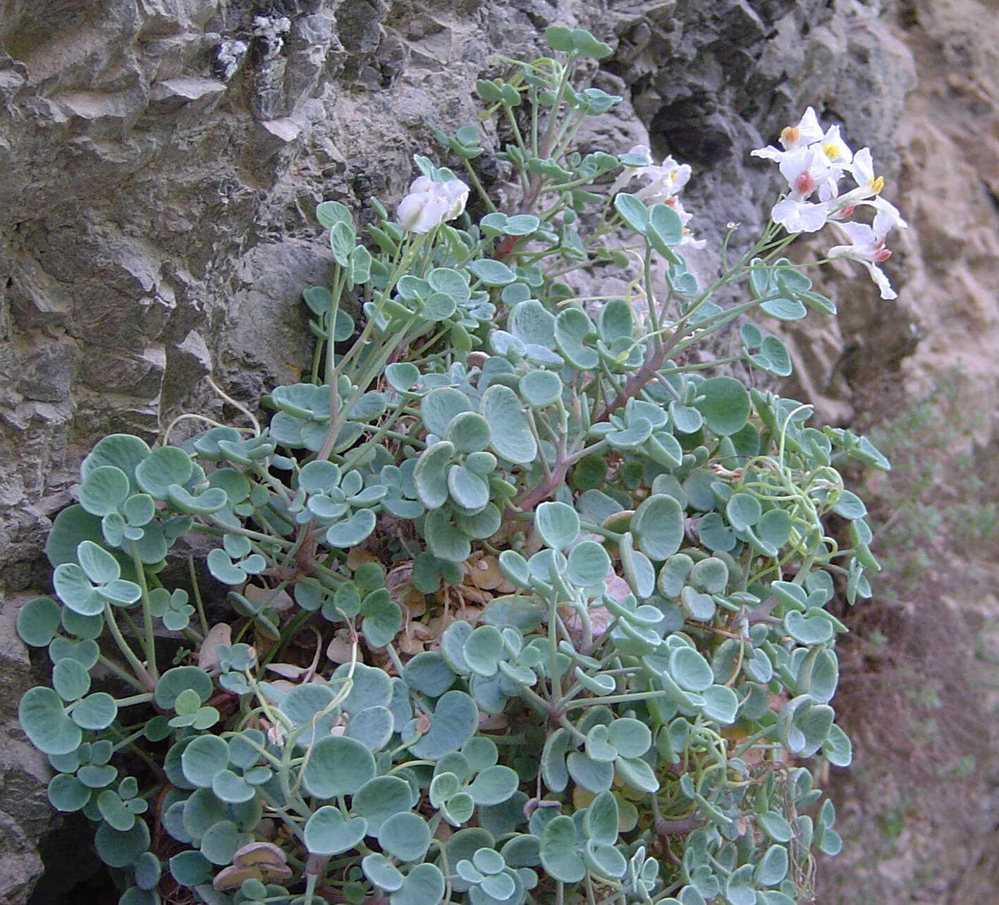 Sarcocapnos crassifolia subsp. speciosa (Boiss.) Rouy resmi