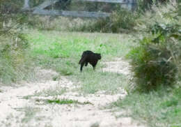 Image of Jaguarundi