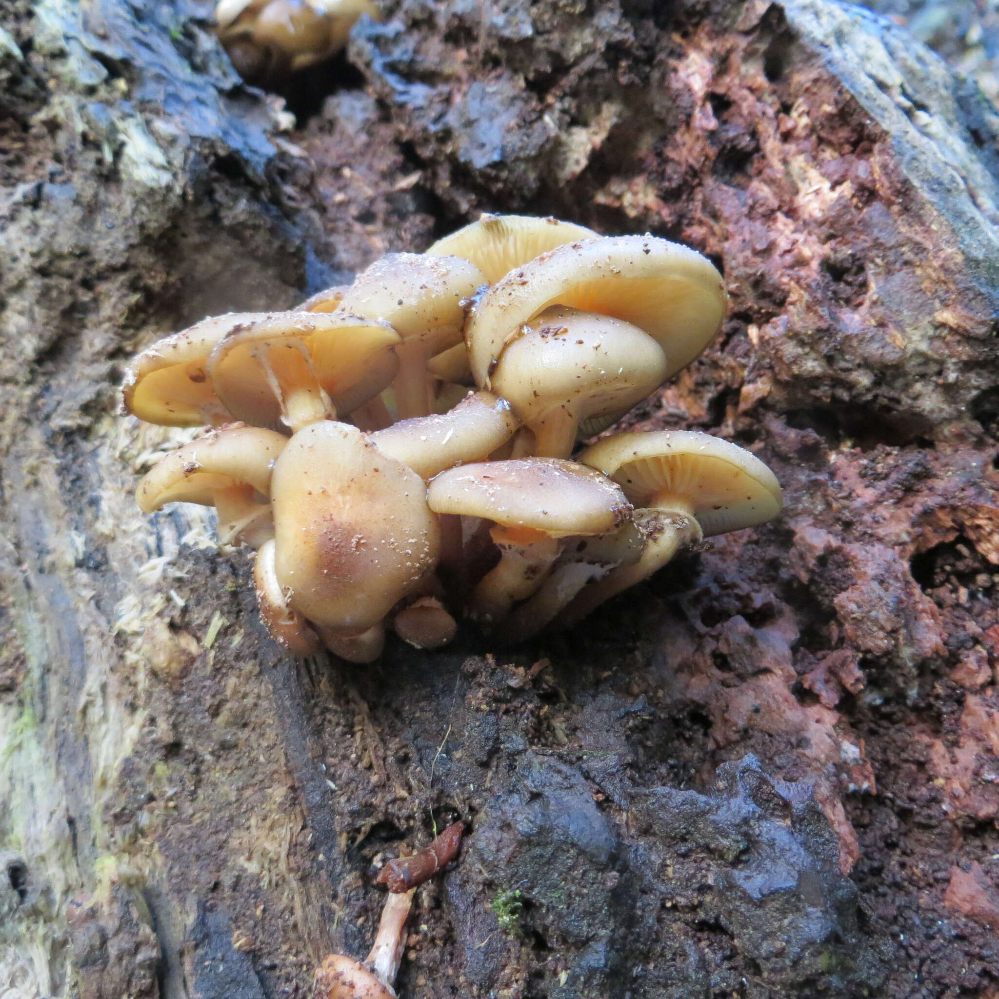 Image of Armillaria novae-zelandiae (G. Stev.) Boesew. 1977