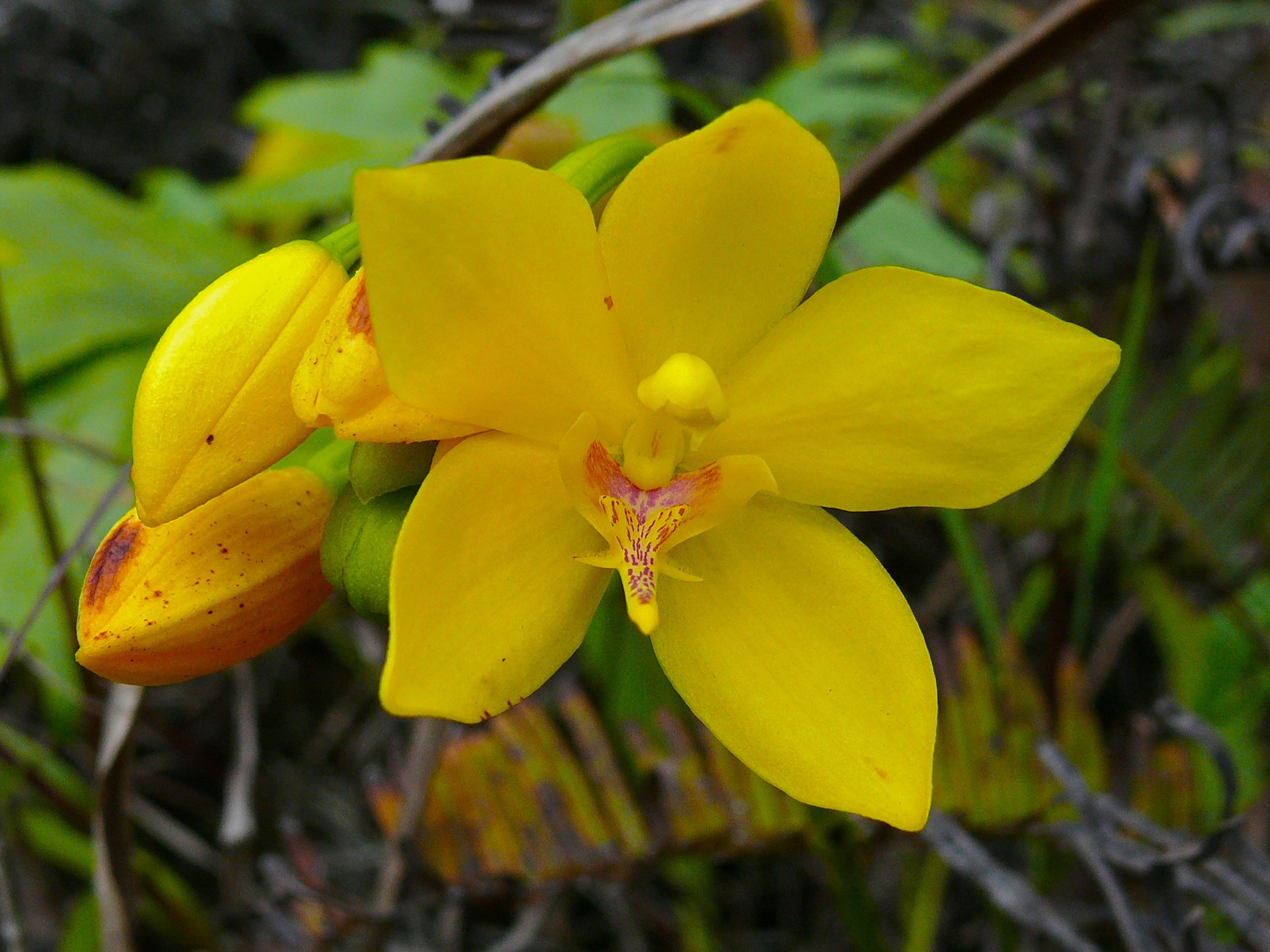 Ground Orchid Media Encyclopedia Of Life