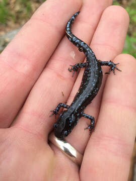 Imagem de Ambystoma laterale Hallowell 1856