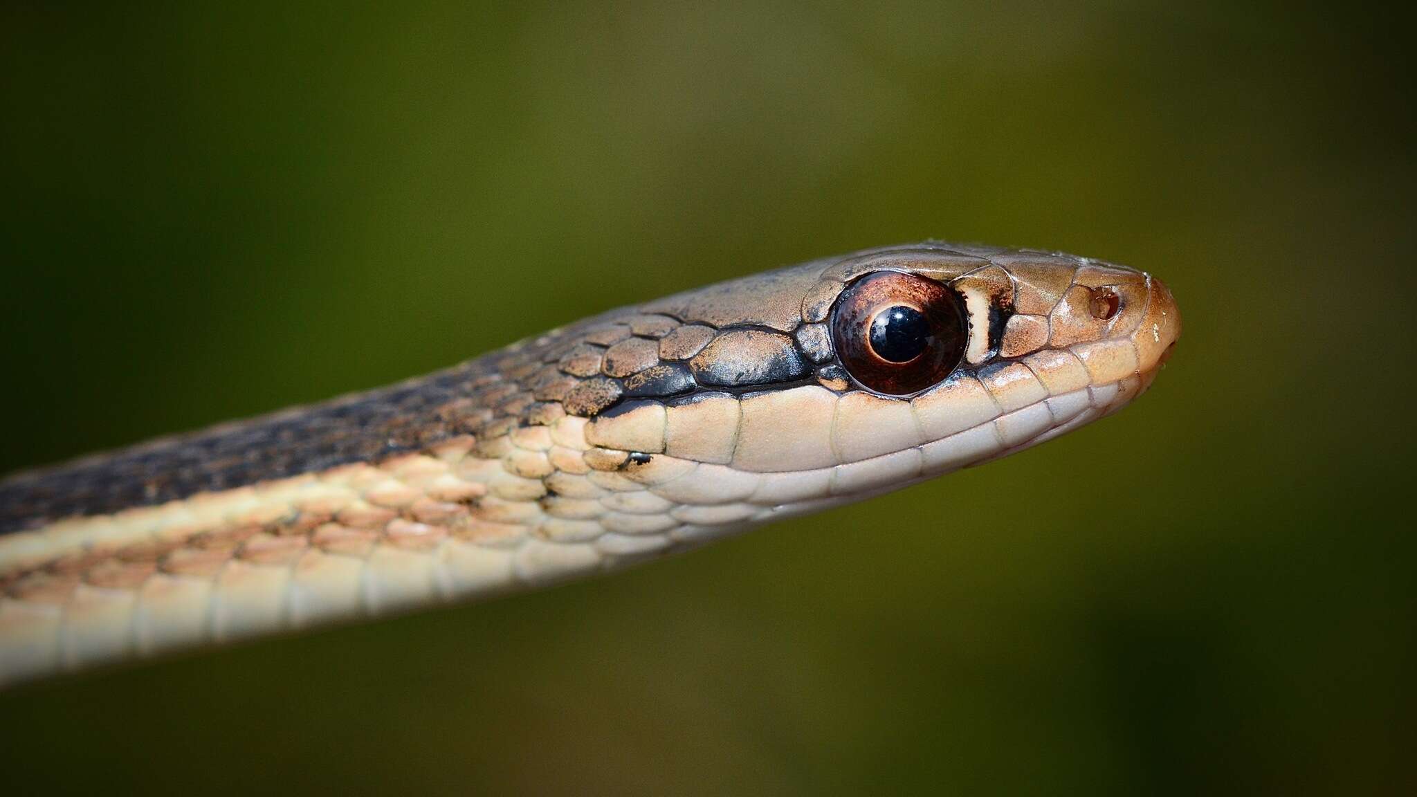 Image of Thamnophis saurita sackenii (Kennicott 1859)