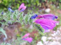 Image of Echium tuberculatum Hoffmanns. & Link