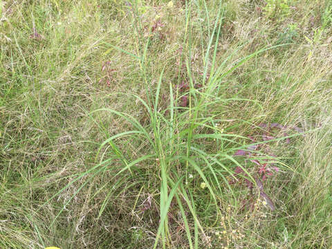 Imagem de Miscanthus sinensis Andersson