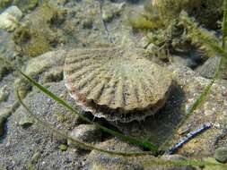 Image of St.James's scallop