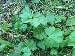 Image of low mallow