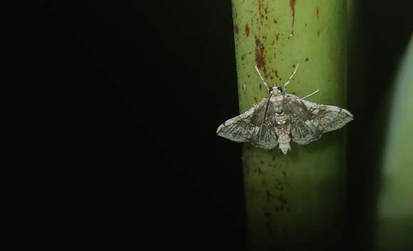 Image of Sweetpotato vineborer