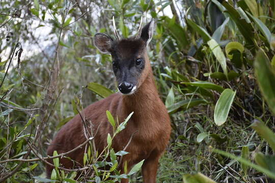 Image of Dwarf Red Brocket