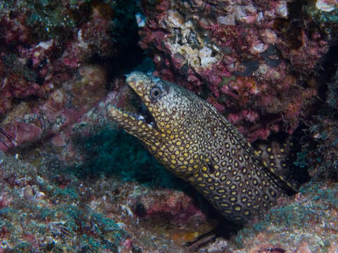 Image of Jewel moray