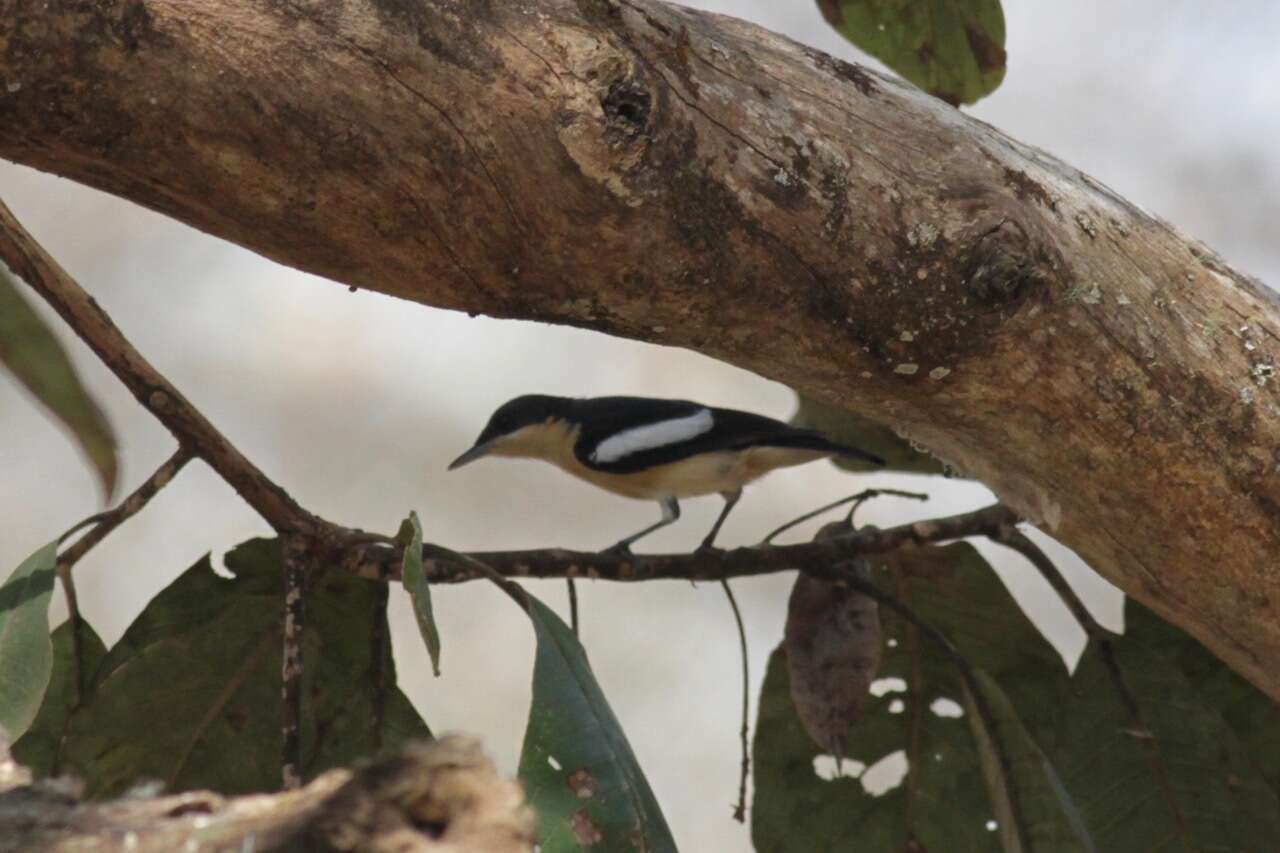 Image of Yellow-bellied Hyliota