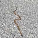 Image of Peninsula Brown Snake