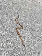 Image of Peninsula Brown Snake