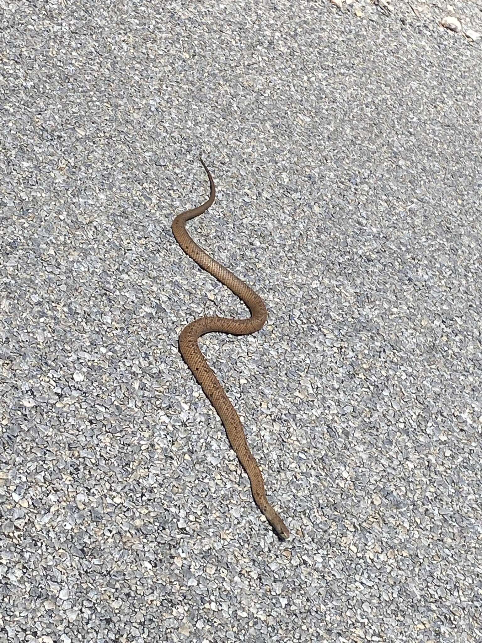 Image of Peninsula Brown Snake