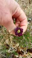 Image of <i>Clematis <i>hirsutissima</i></i> var. hirsutissima