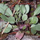 Plancia ëd Packera paupercula var. appalachiana A. M. Mahoney