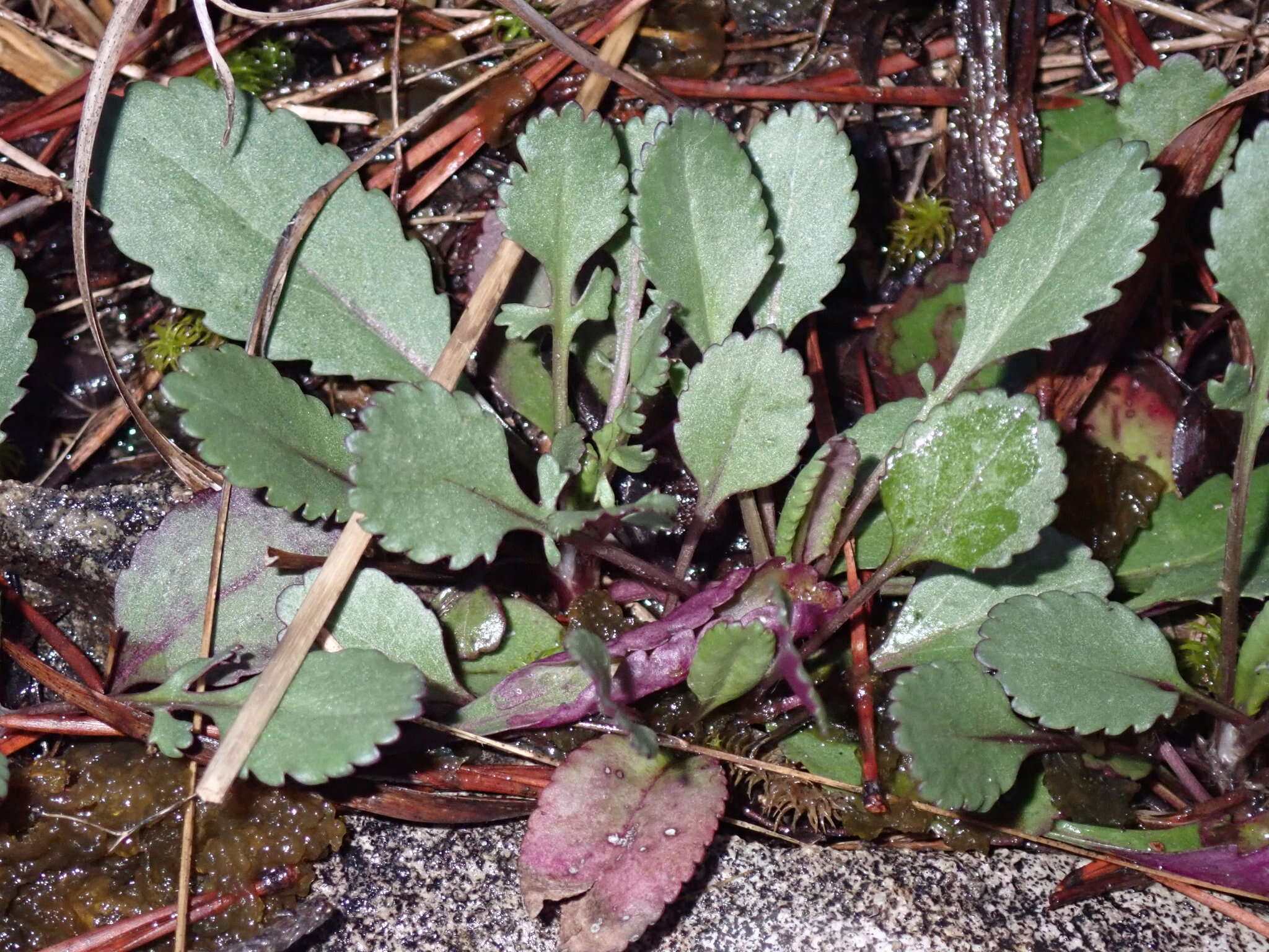 Plancia ëd Packera paupercula var. appalachiana A. M. Mahoney