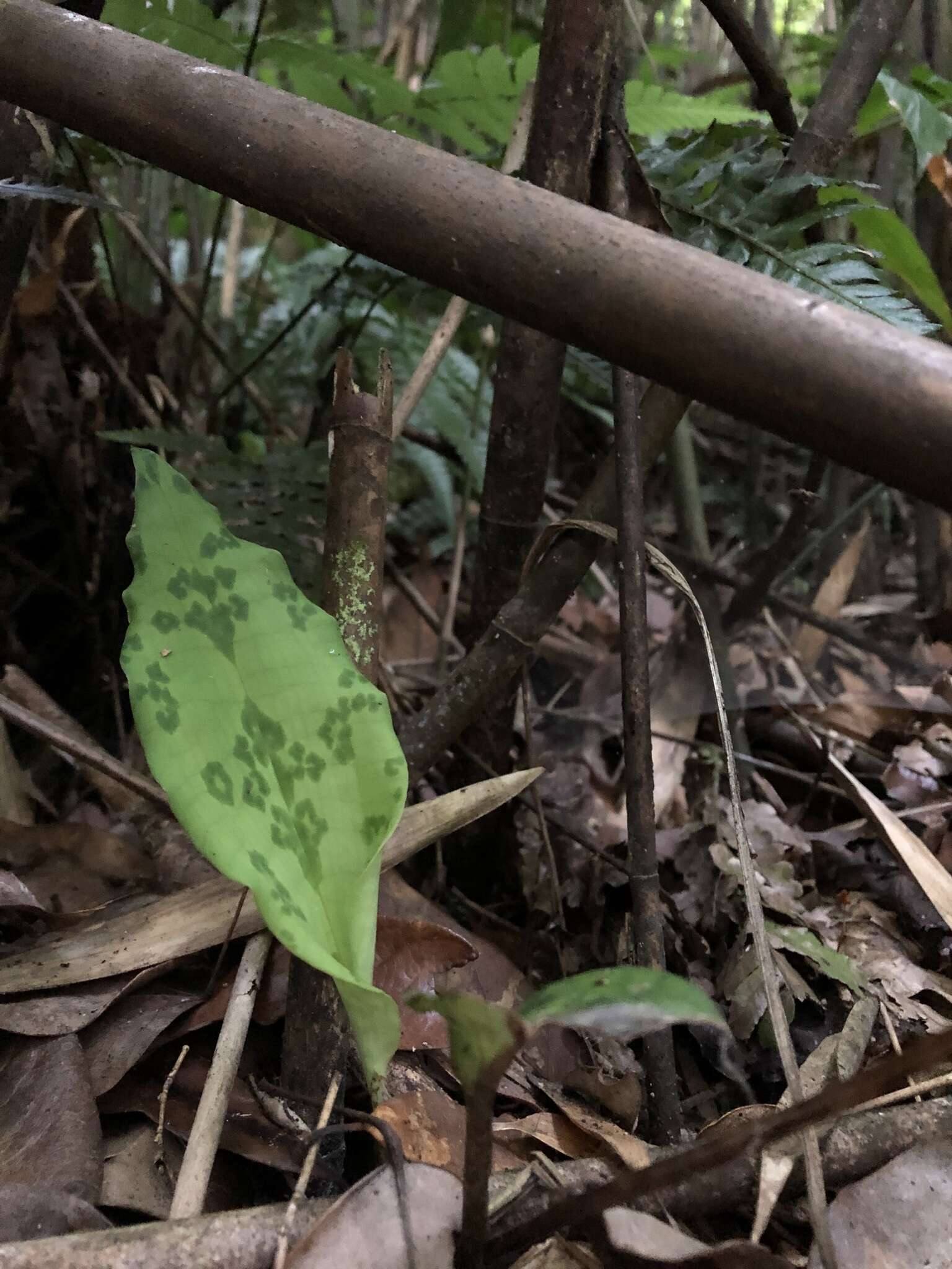 Image of Cryptostylis taiwaniana Masam.