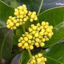 Image of Psychotria capensis subsp. capensis