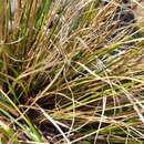 Imagem de Chionochloa vireta Connor