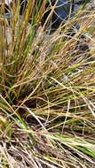 Image of Chionochloa vireta Connor