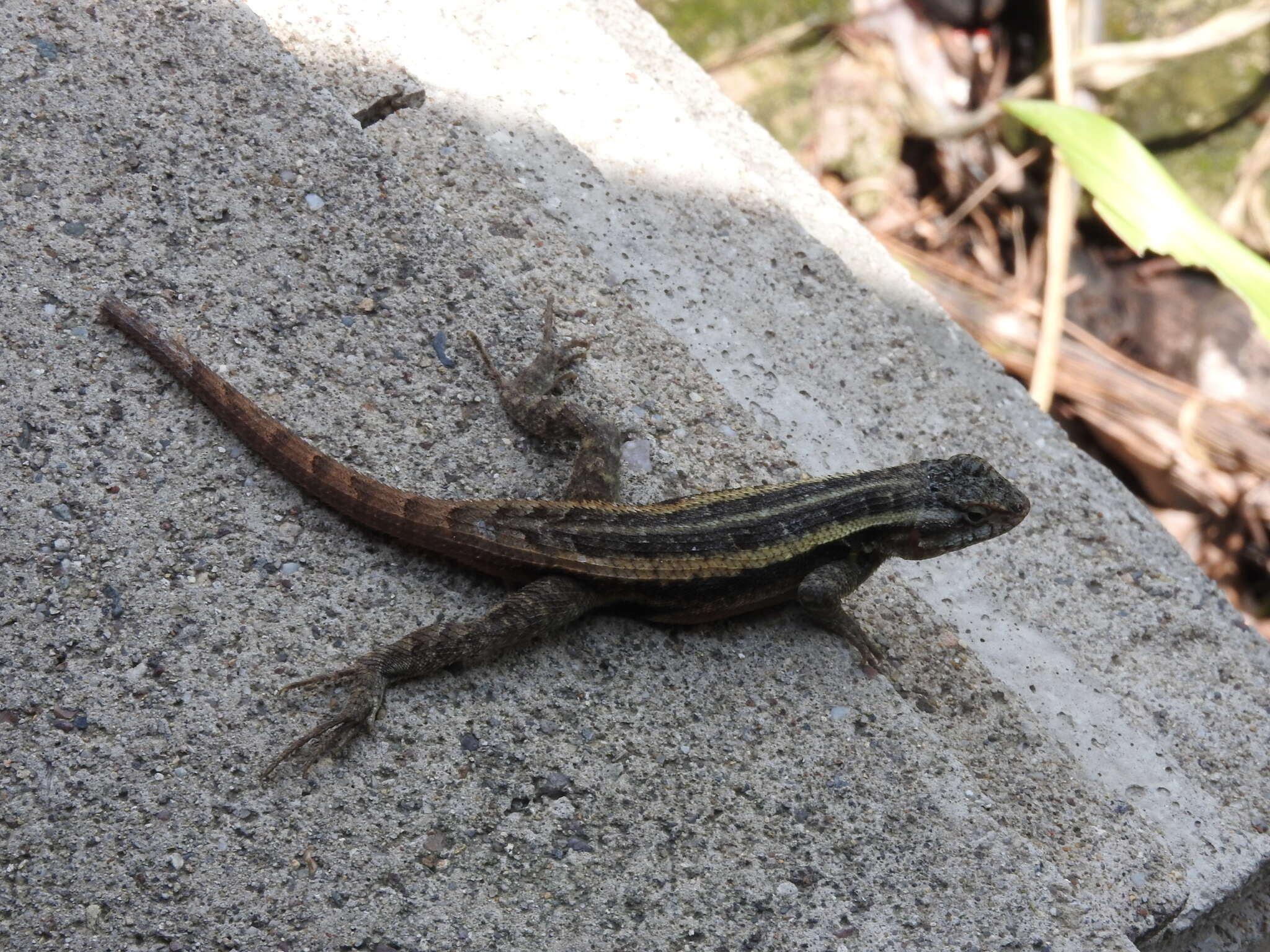 Image of Sceloporus variabilis olloporus Smith 1937