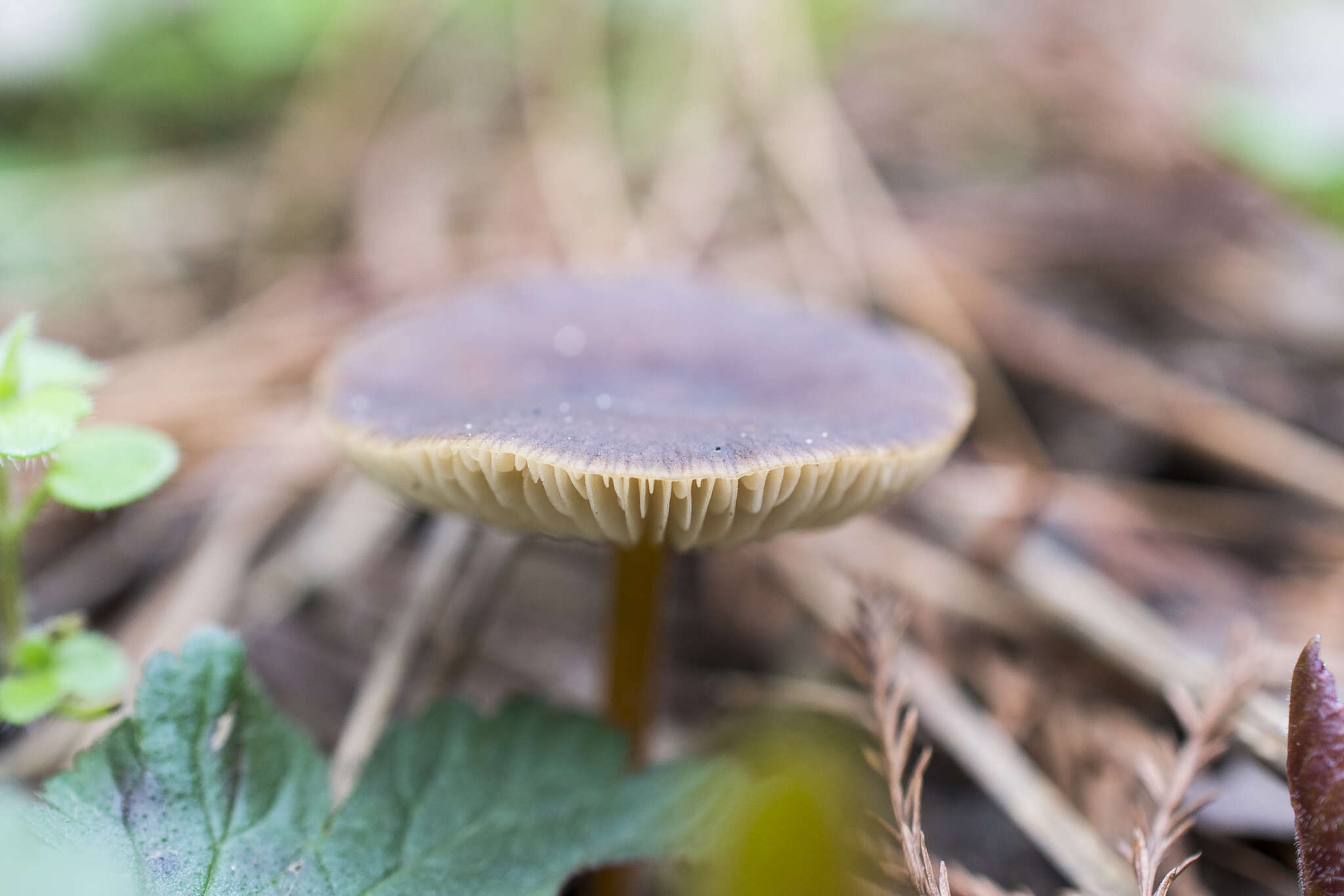 Image of Strobilurus tenacellus (Pers.) Singer 1962