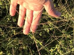 Image of umbrella grass