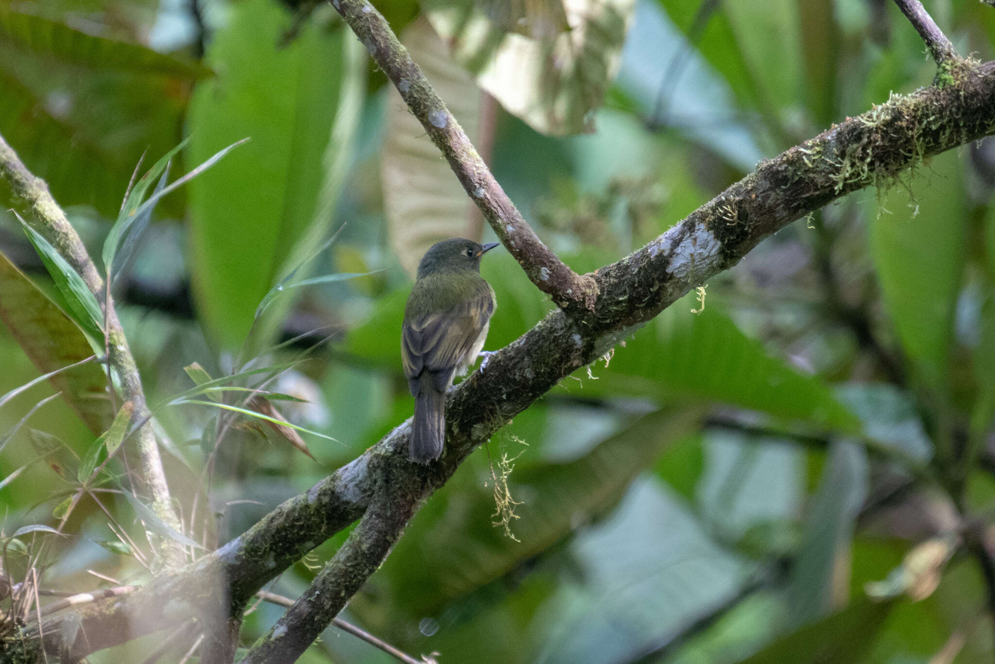 Image of Streak-necked Flycatcher