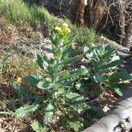 Слика од Biscutella cichoriifolia Loisel.