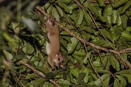 Image of Australian Cuscus