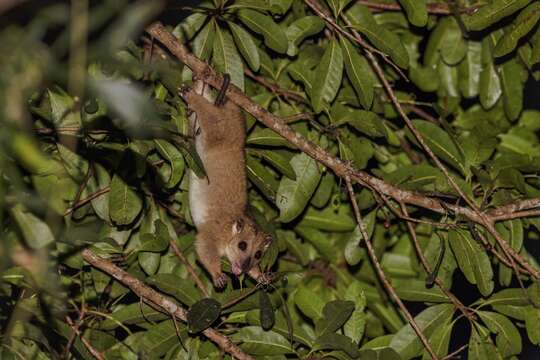 Image of Australian Cuscus