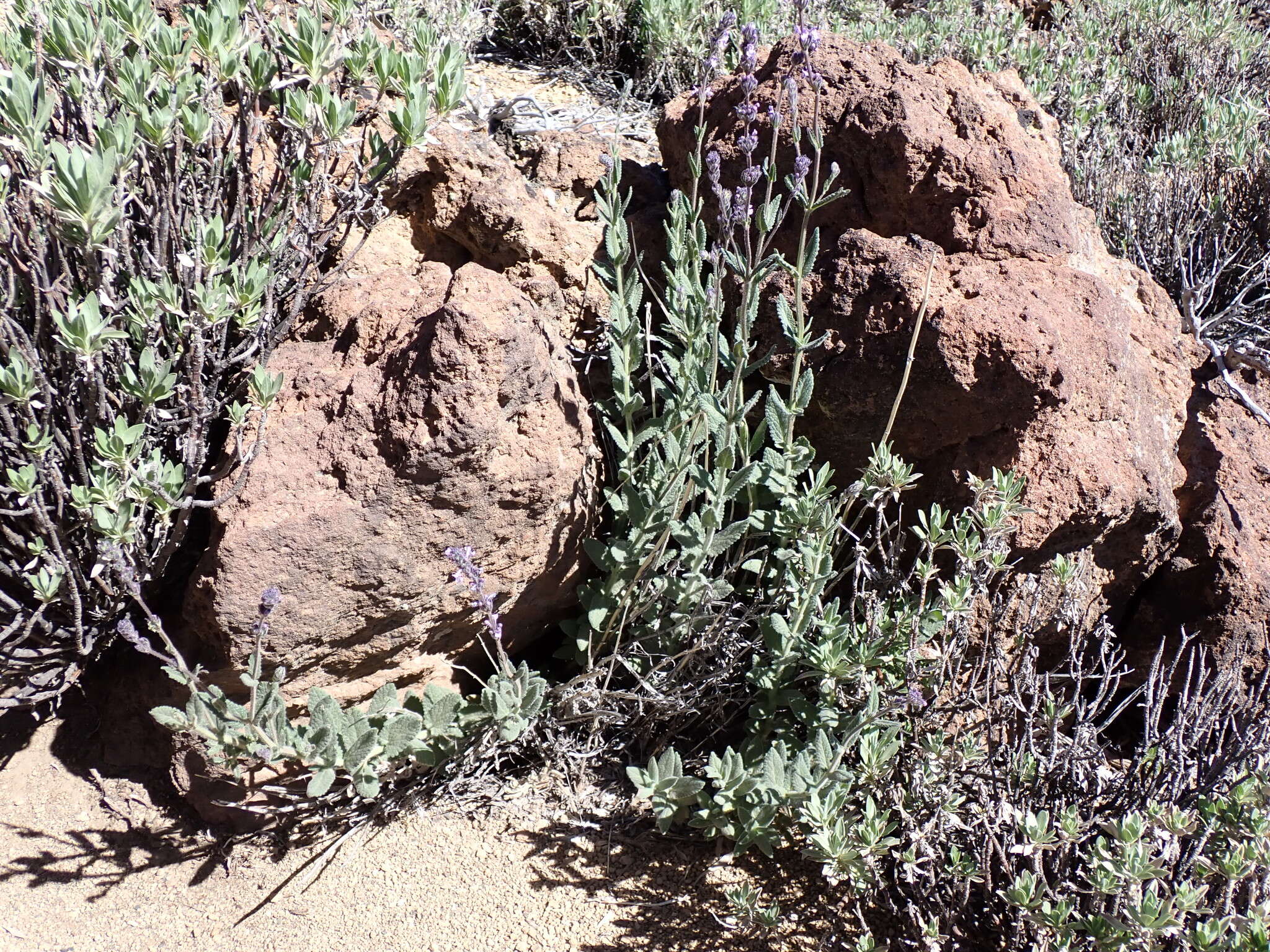 Image of Nepeta teydea Webb & Berthel.