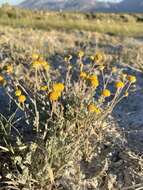 Image of Artemisia potentilloides var. nitrophila (Cronquist) C. R. Hobbs & B. G. Baldwin