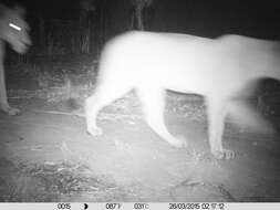 Image of Barbary lion