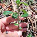 Image of Peperomia tequendamana Trel.