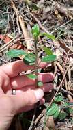 Image of Peperomia tequendamana Trel.