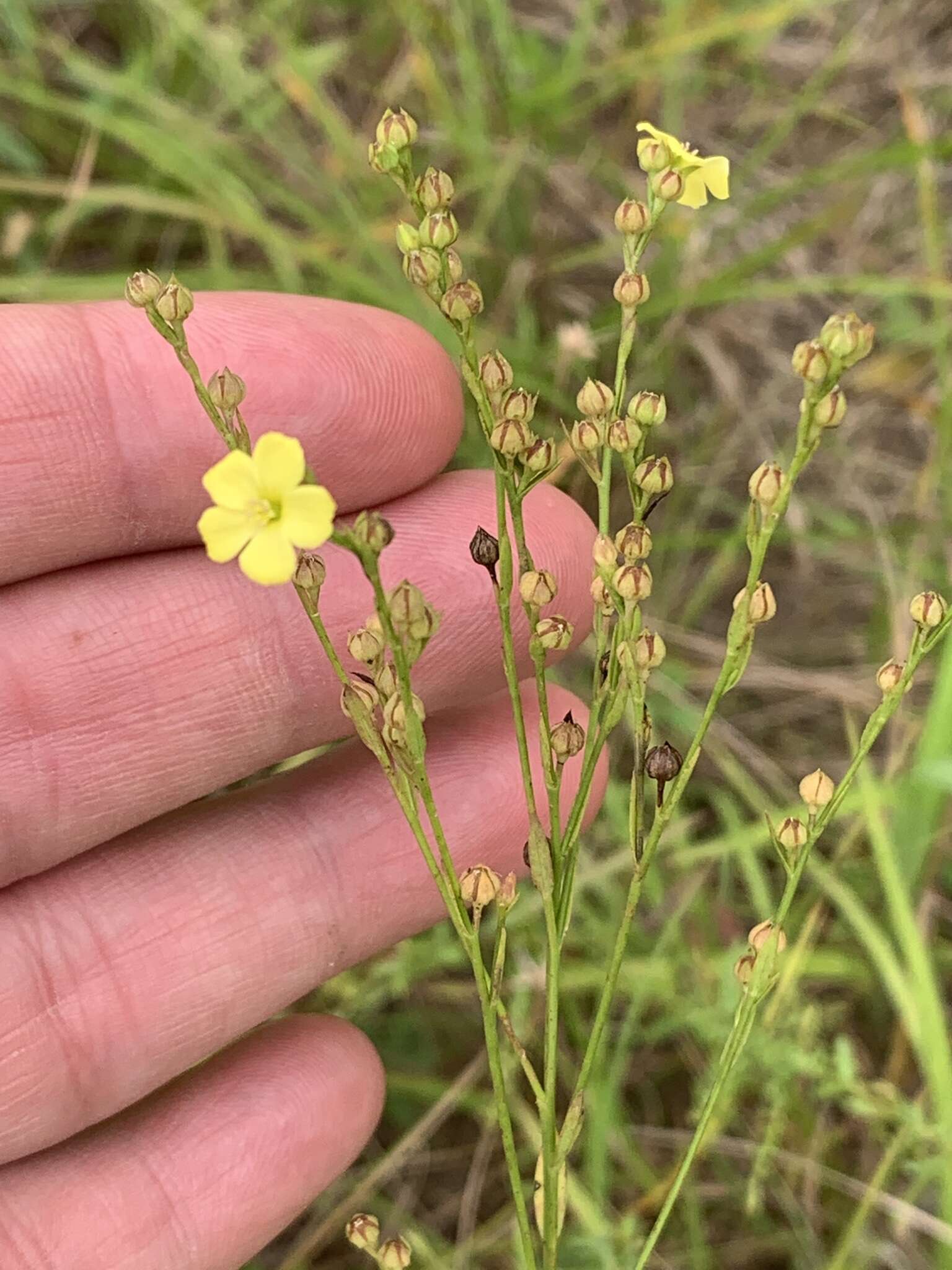 Image of stiff yellow flax