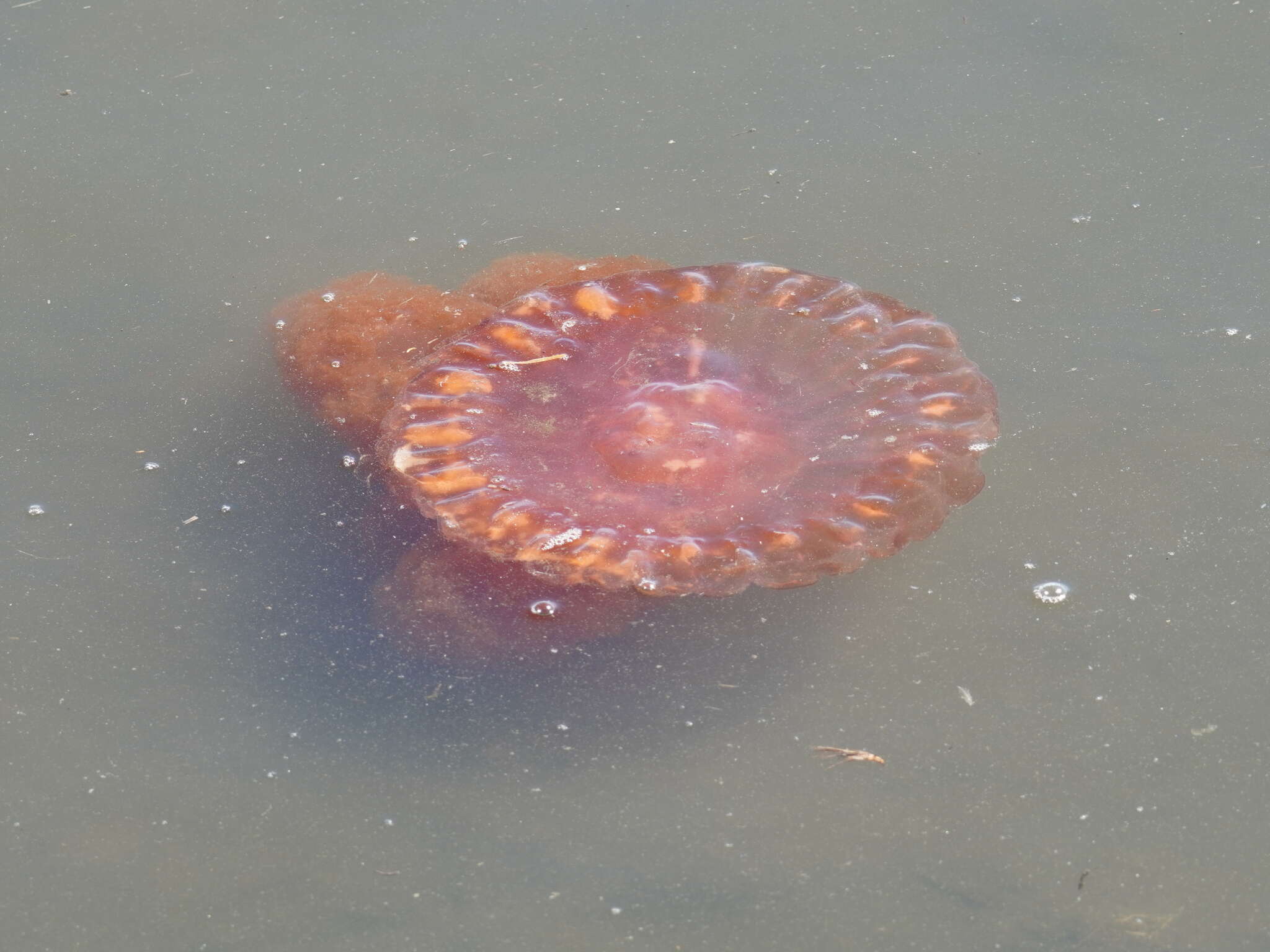 Image of sea nettle