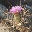 Image of Beautiful Distaff-thistle