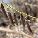 Image of mourning milkvetch