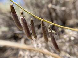 Imagem de Astragalus atratus var. mensanus M. E. Jones