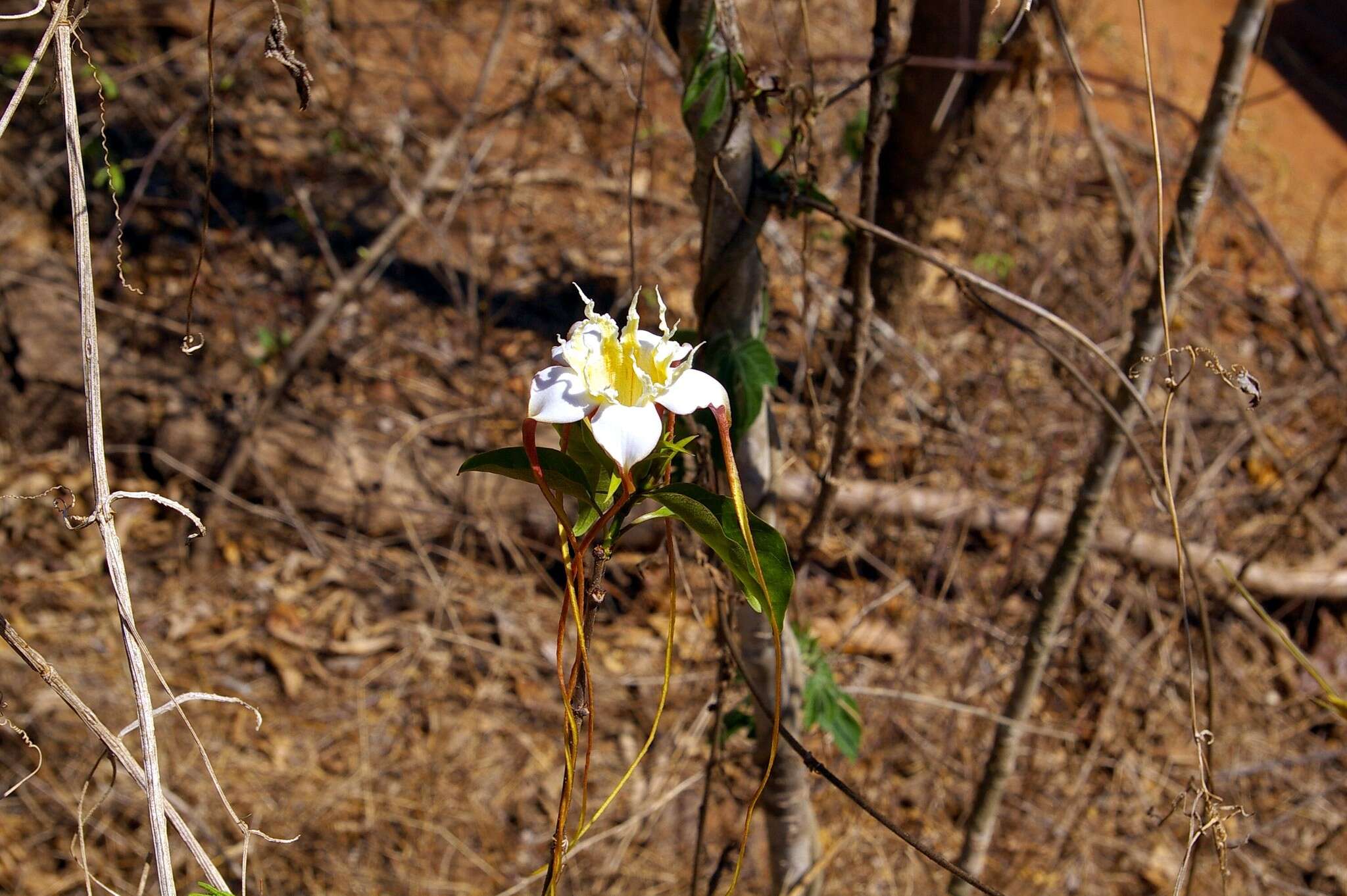 Image of Sand forest poison rope